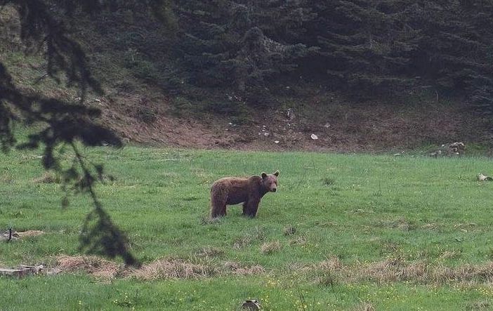 Un orso fotografato in Vigezzo, ma è una fake news