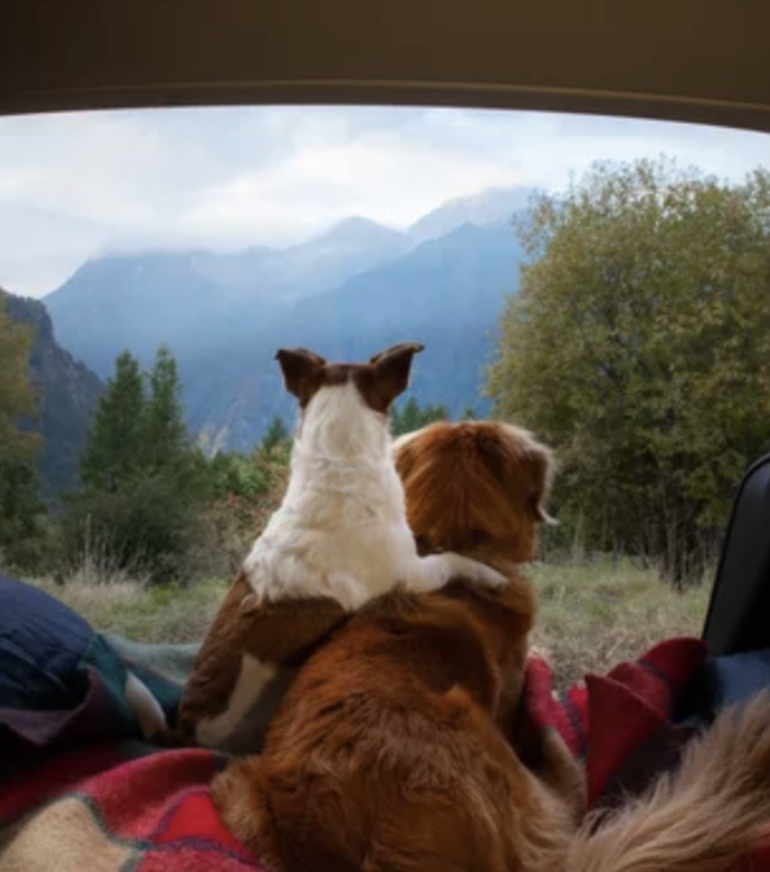 Più facile viaggiare all'estero con il proprio cane: l'idea della Regione Piemonte