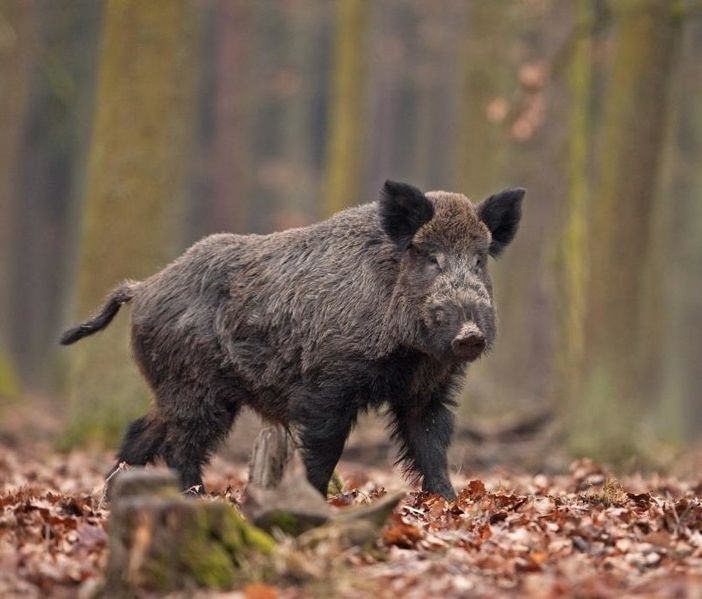 Allarme cinghiali: sarebbero oltre 35 mila in Piemonte