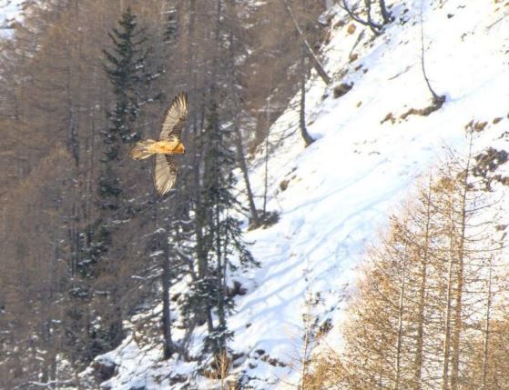 Aree protette, aumentano gli avvistamenti del gipeto
