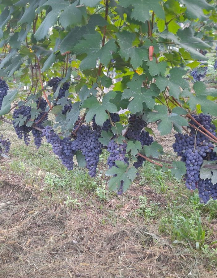 Inizia la vendemmia delle uve ossolane