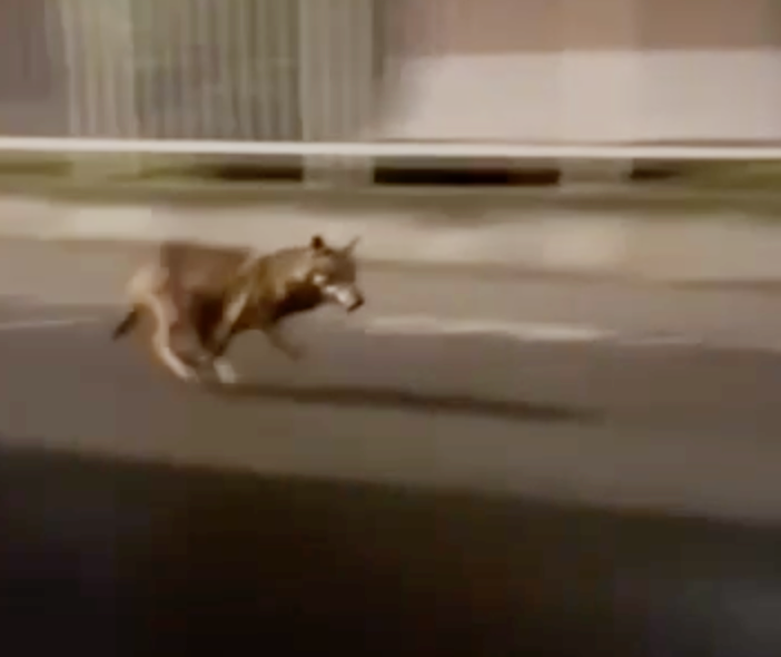 Un lupo tra le case nella zona sud di Villadossola VIDEO