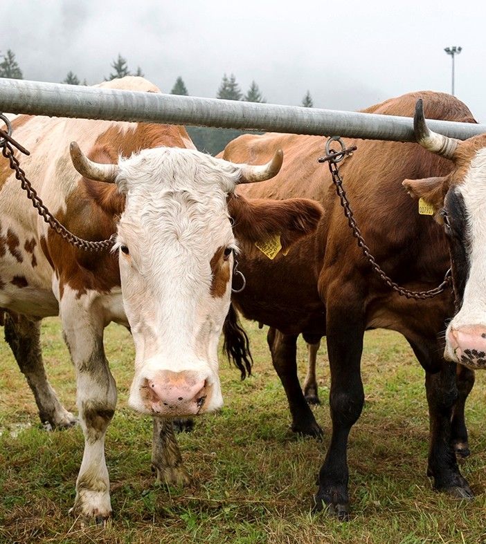 Torna al Centro del Fondo la mostra bovina della Valle Vigezzo