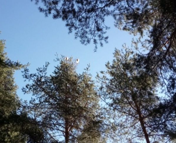 Si spara alla processionaria in Valle Vigezzo