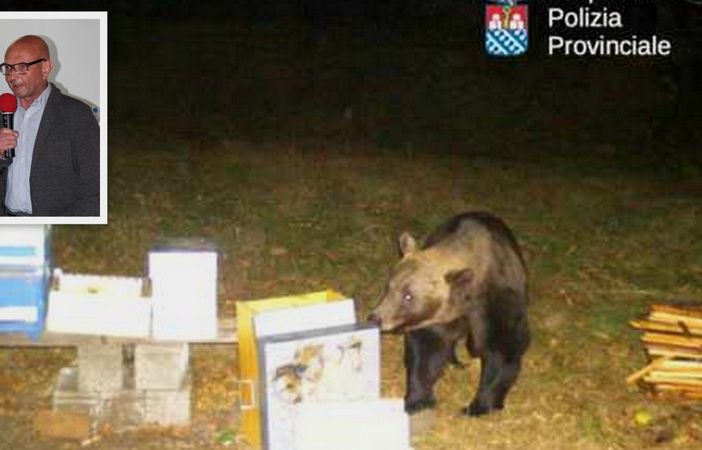 L'orso nelle sue scorribande a Trontano; nel riquadro il sindaco Renzo Viscardi