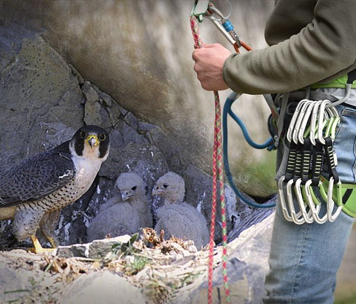 Nido di falco pellegrino al Sasso Bianco: divieto di arrampicata e accesso
