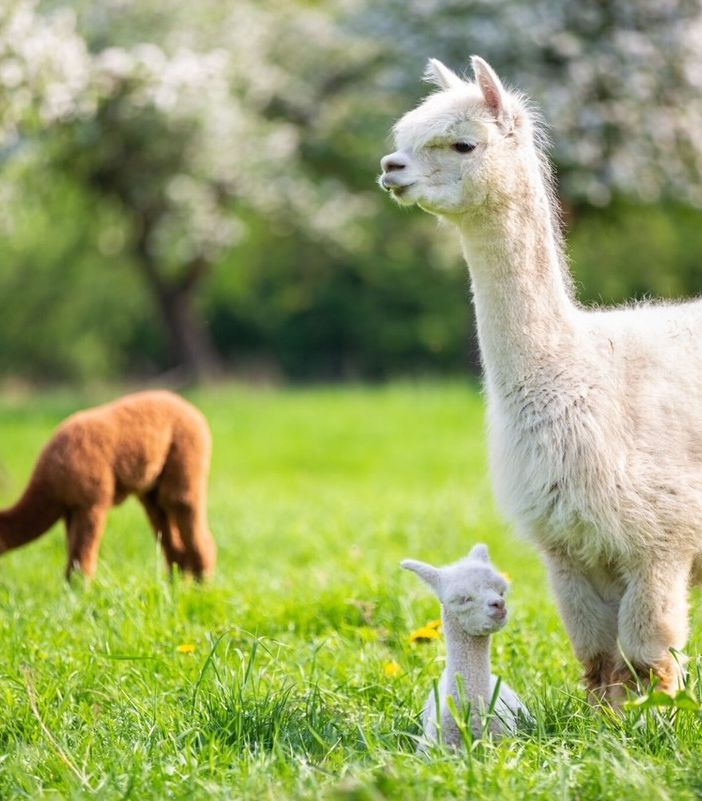 Dalle Ande a Cremona per la fiera allpets più grande d’Italia