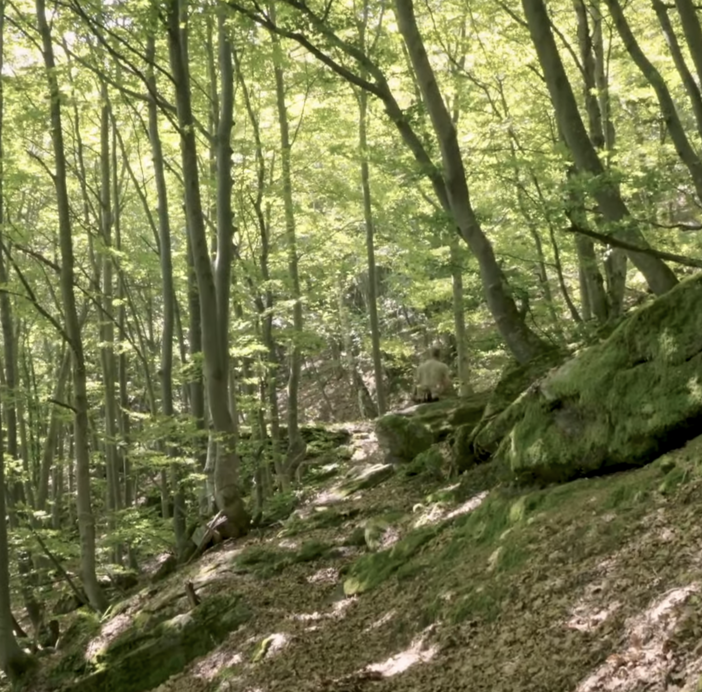 Oggi è la Giornata internazionale delle foreste 2021 VIDEO