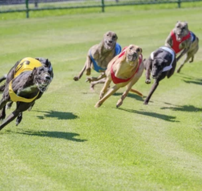 Lo strumento utilizzato dai migliori credenti del greyhound racing