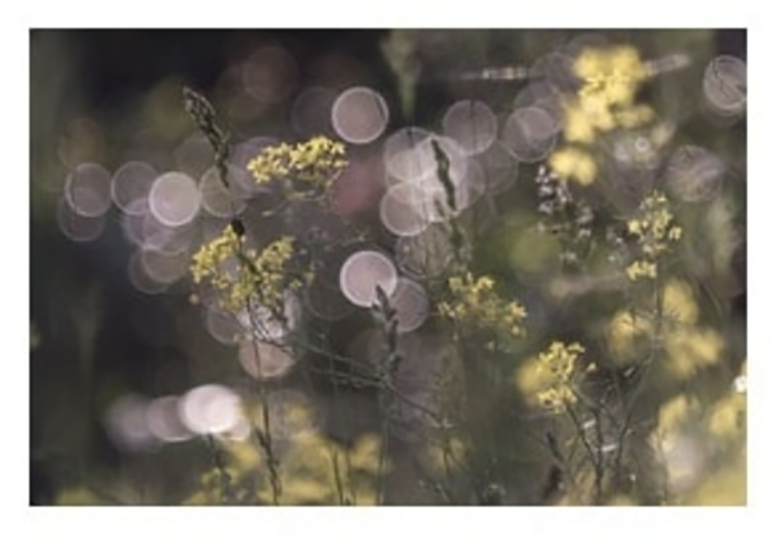Alla Cinefoto le fotografie di Massimo Stringara