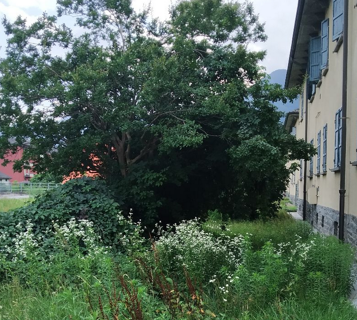 “Erba e piante fuori controllo”, protestano i residenti del Villaggio