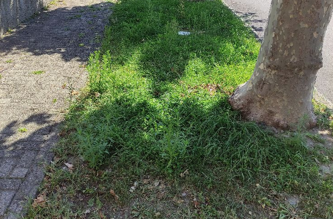 “Scarsa cura del verde nelle zone centrali di Premosello”