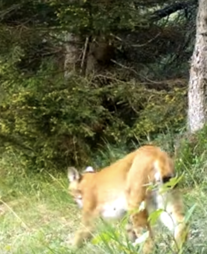 Ricompare la lince nel Vco VIDEO