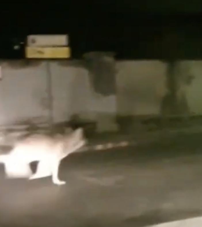 Ancora un lupo ripreso mentre corre per le strade di Santa Maria Maggiore VIDEO