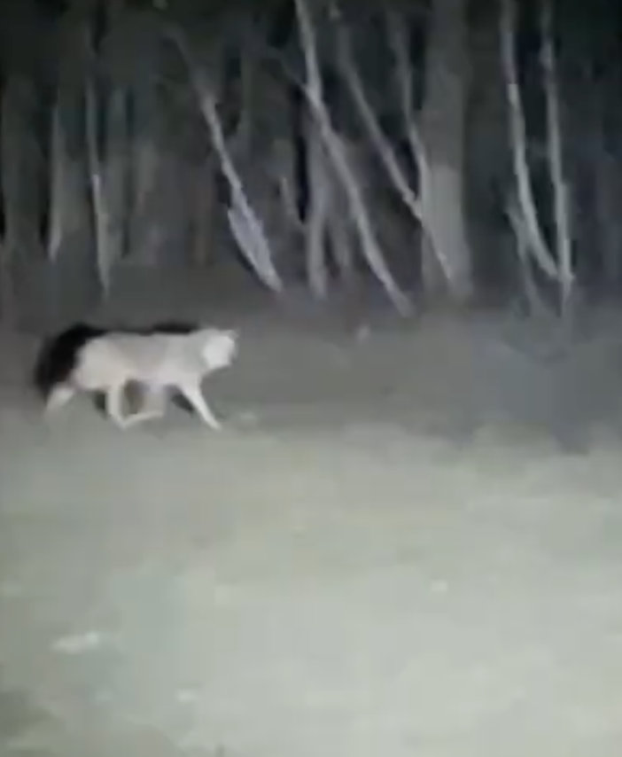 Un lupo filmato da due giovani a Premia VIDEO