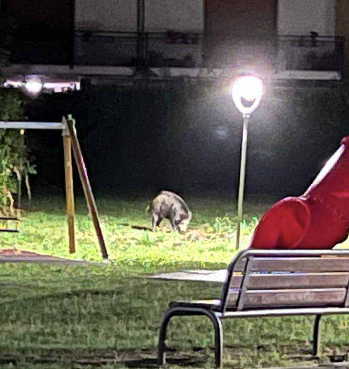 Cinghiali al parco giochi di via Scapaccino FOTO