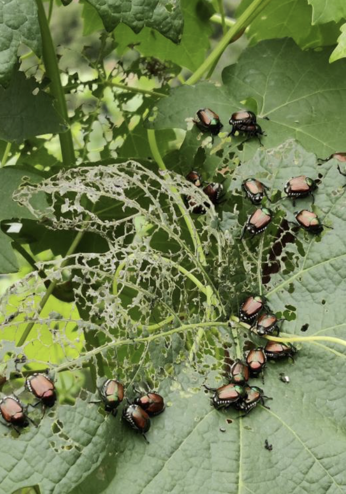 Allarme diffusione della Popillia Japonica nel nord Italia: rischi per i vigneti