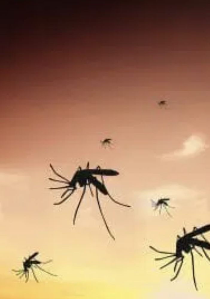 Disinfestazione Insetti