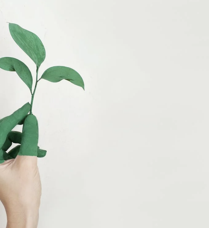 Diventa verde con i gadget ecologici per te e la tua forza lavoro / Immagine: Alena Koval / Pexels.