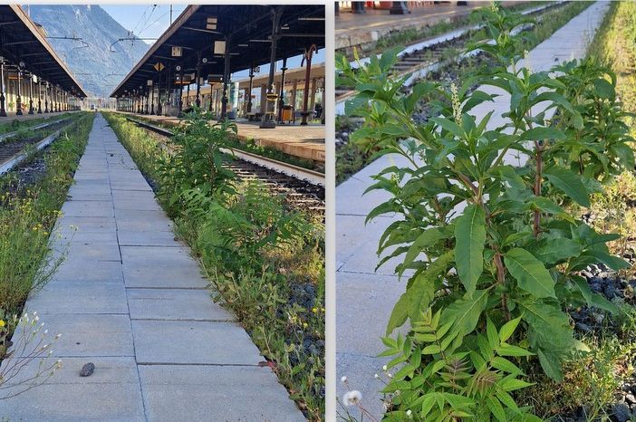 Erba alta alla stazione: brutto biglietto da visita per i turisti