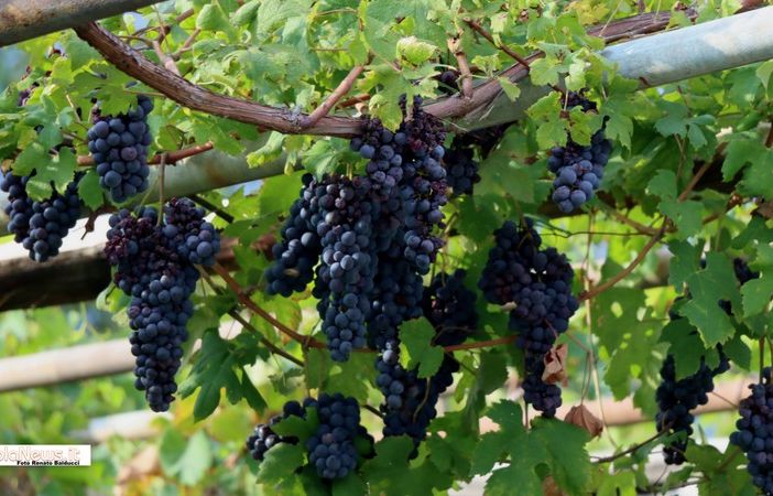 Troppa pioggia, il Vallese 'allenta' i requisiti per il vino Doc