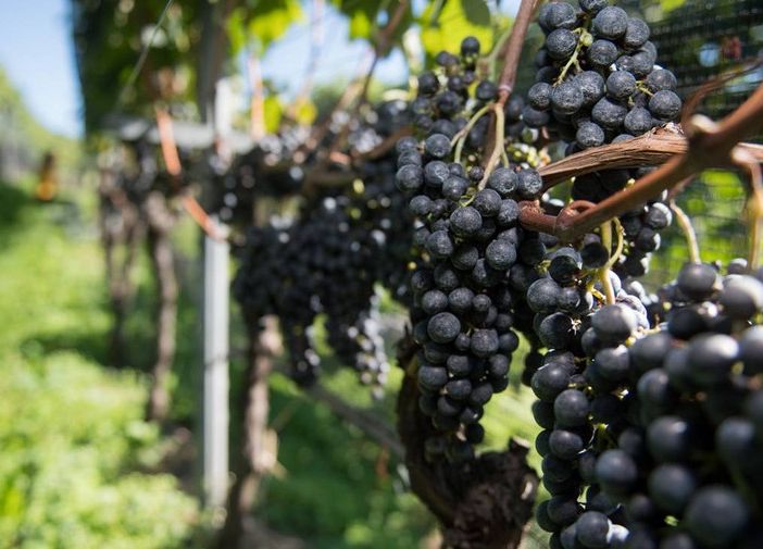 Vendemmia 2021, in Svizzera mai così male dal 1957