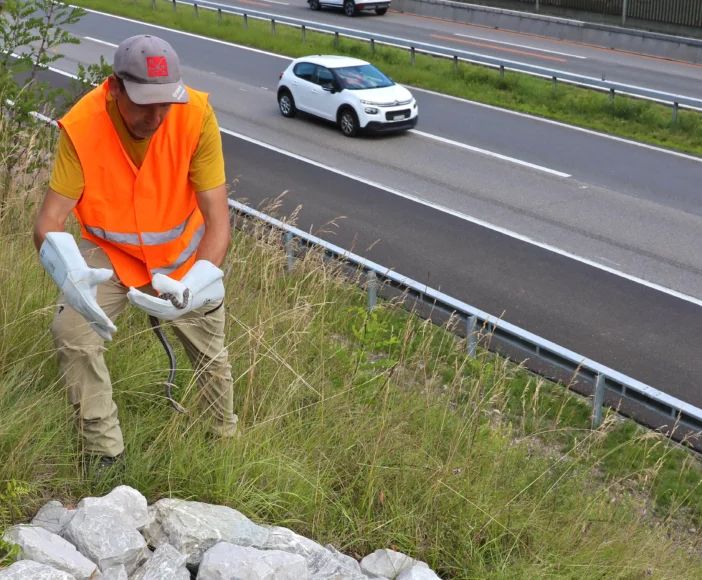 L'Ufficio svizzero delle strade tutela animali e vegetali