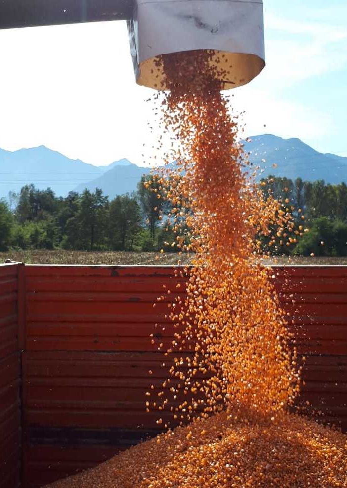 Iniziata la raccolta del mais per la polenta di Beura