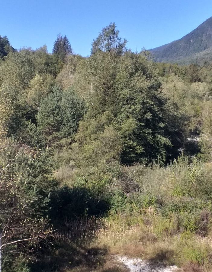 Fiume Melezzo invaso dalla vegetazione, un pericolo