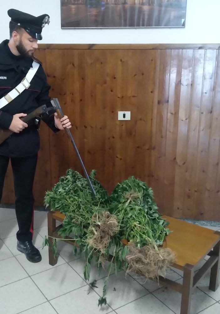 Coltivava cannabis in casa: pregiudicato domese denunciato dai carabinieri