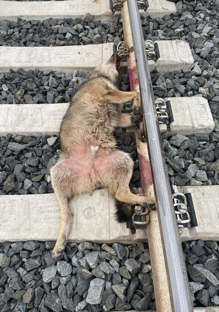 Ornavasso, lupo investito da un treno