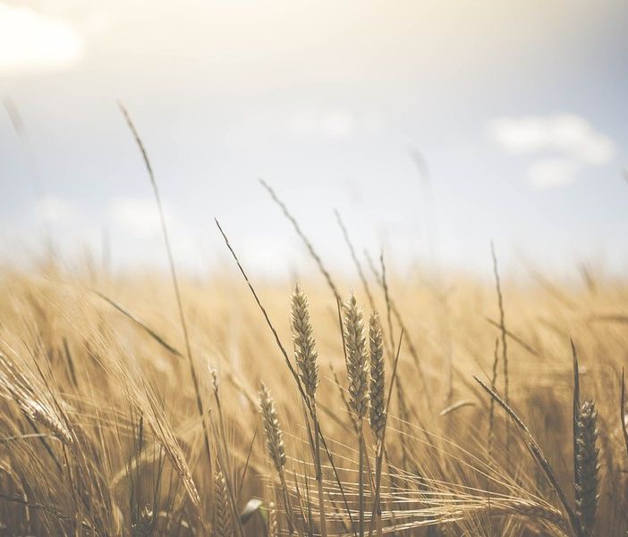 Aperto il bando per la formazione dei consulenti in agricoltura