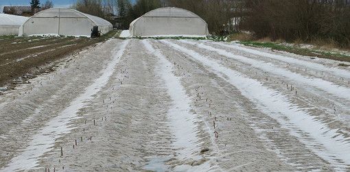 Maltempo in Piemonte, Molinari: &quot;Importante il sostegno alle aziende agricole&quot;