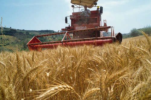 Agricoltura e formazione, il bando della Regione per le imprese in zone rurali: oltre 2 milioni di euro