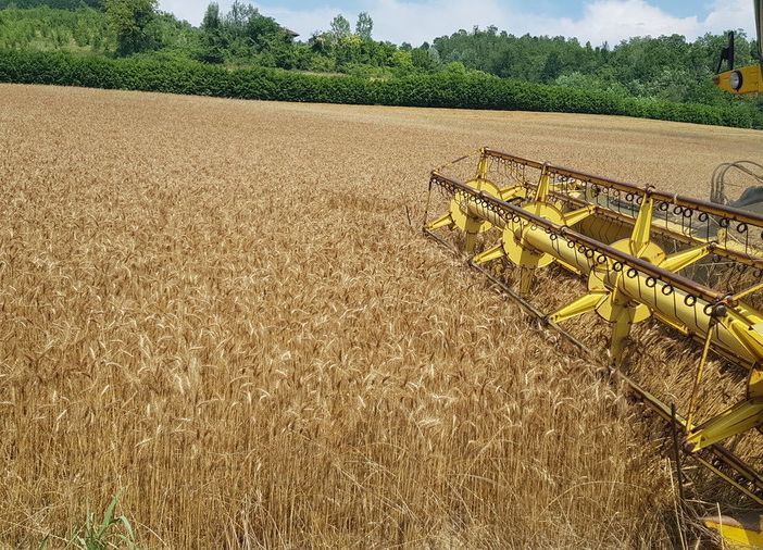 L'appello di Coldiretti: &quot;Contro le speculazioni sul grano valorizzare i progetti di filiera Made in Piemonte&quot;