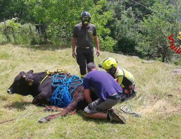 Calasca Castiglione, intervento dei vigili del fuoco per il recupero di un animale ferito