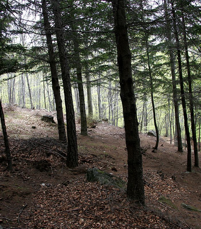 Il Piemonte rischia di &quot;perdersi&quot; nel bosco: solo il 15% del patrimonio è gestito correttamente