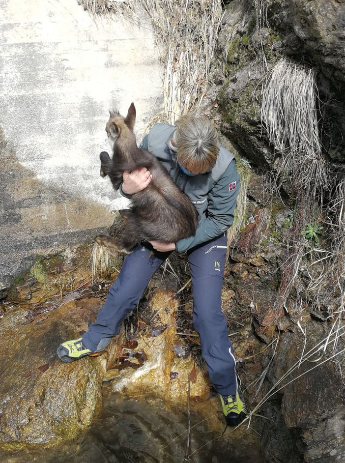 Cucciolo di camoscio finisce in trappola sulle rocce, salvato dalla Polizia provinciale FOTO E VIDEO