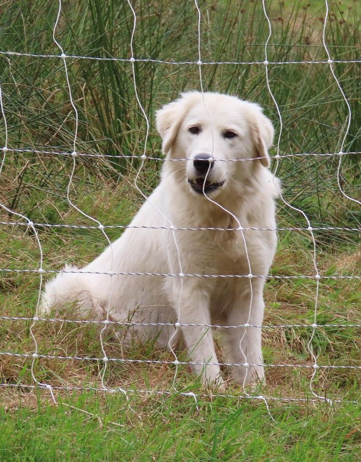 Lupi e sicurezza del bestiame: le indicazioni dei Parchi sui cani da guardiania