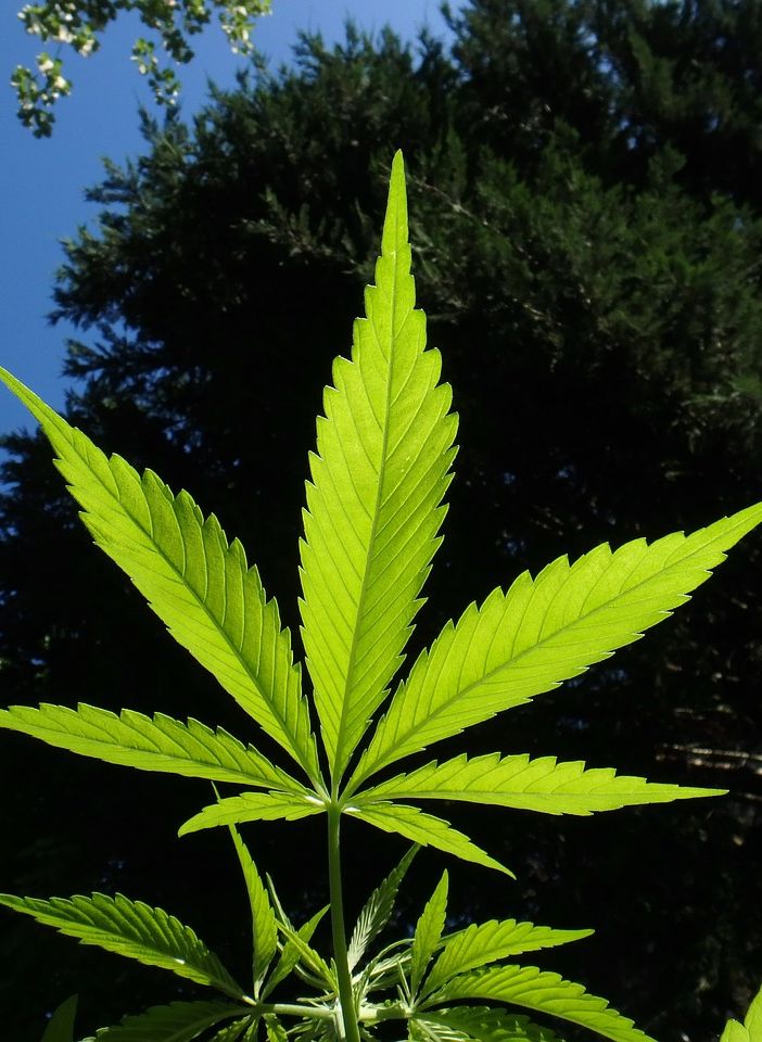 Cbd e psicosi: cosa dice la ricerca