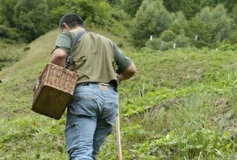I funghi della Val d'Ossola: un'iniziativa divulgativa con il guardiaparco Dario Gisotti