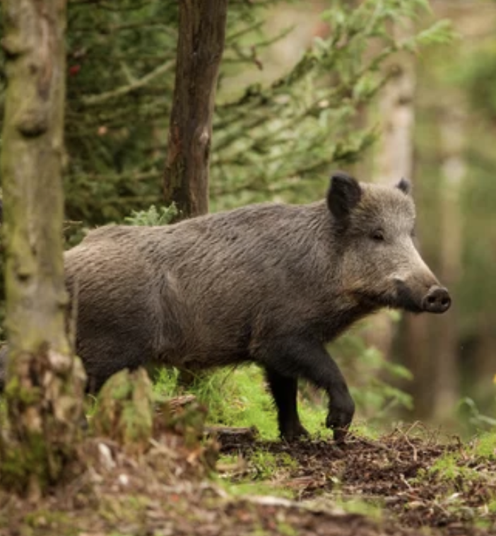 Gestione della fauna selvatica, Carosso e Protopapa: &quot;Dal Governo una risposta concreta”