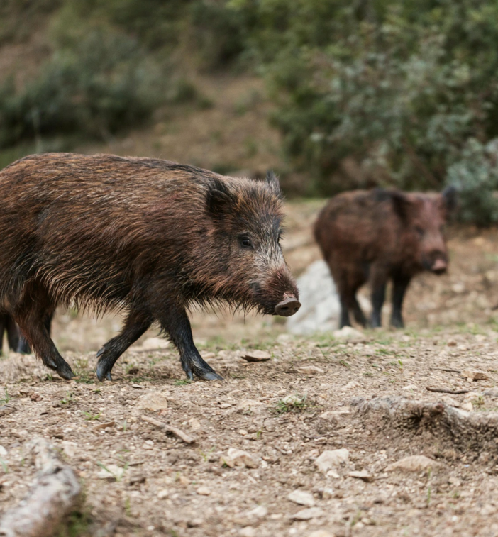 In due mesi abbattuti in Canton Ticino 1.100 cinghiali