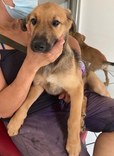 Ettore, il cucciolo di cane da poco adottato da una delle famiglie nella casa di via Bramafame 42 /foto del profilo Facebook di Enpa Torino