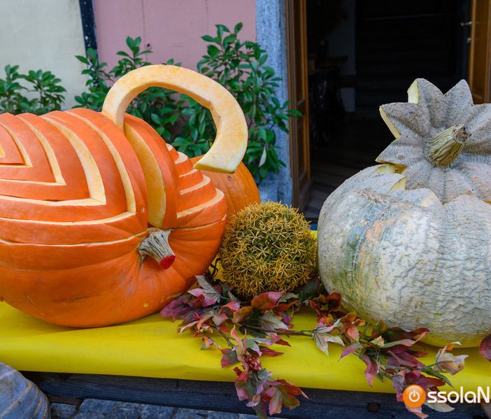 A Santa Maria Maggiore sale l'attesa per 'Fuori di Zucca'