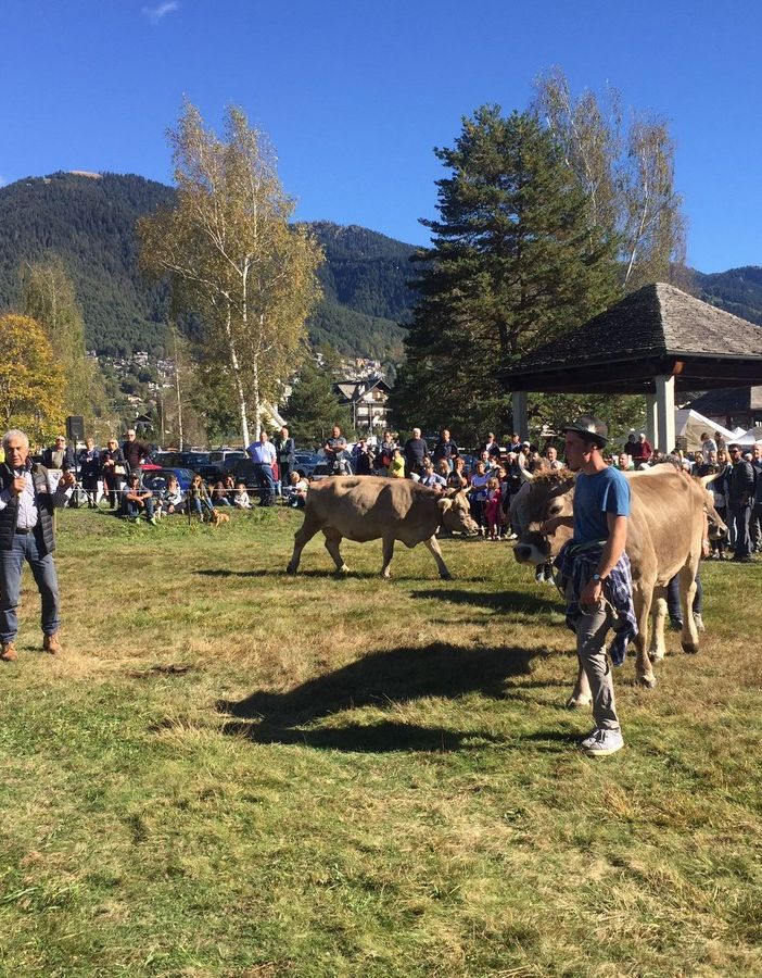 Esposti oltre 240 capi alla Mostra bovina in Vigezzo