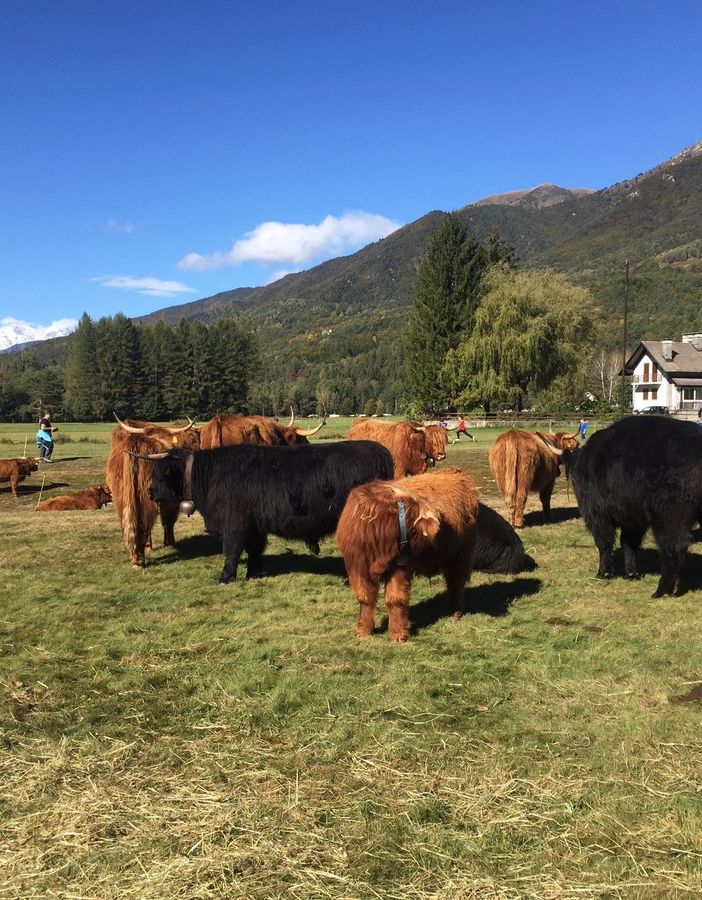 Domenica 1 ottobre torna la Mostra Bovina