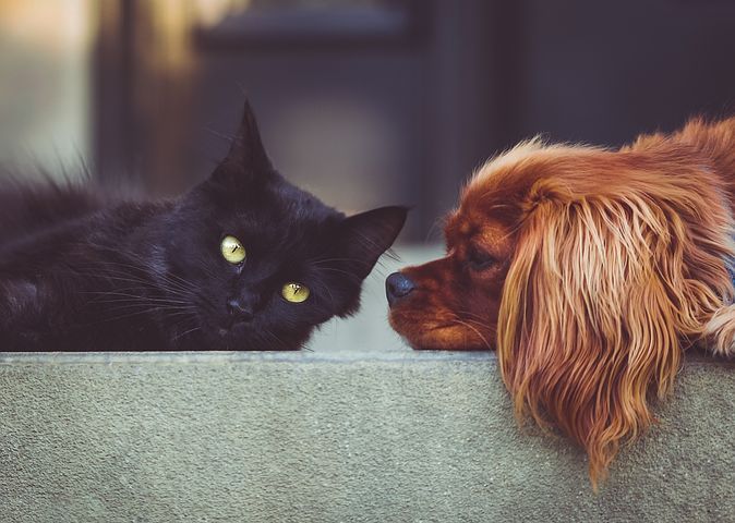 Animali da compagnia, nuove funzionalità sul portale Sinac