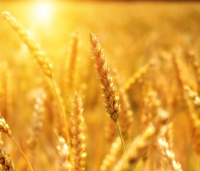 Regione, aperti i bandi per il credito di conduzione in favore di imprenditori agricoli singoli e associati