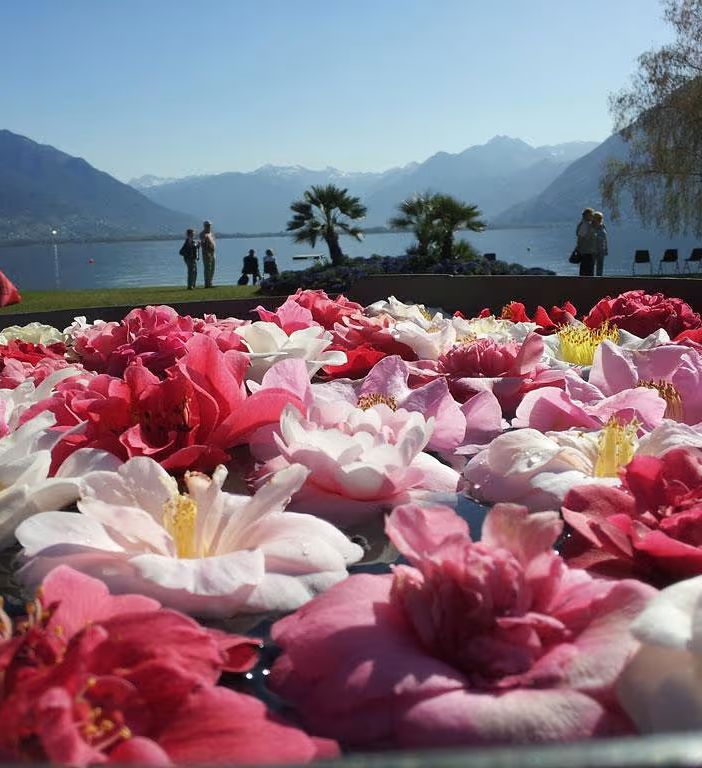 Il Parco delle Camelie di Locarno ospita la 26esima edizione della rassegna